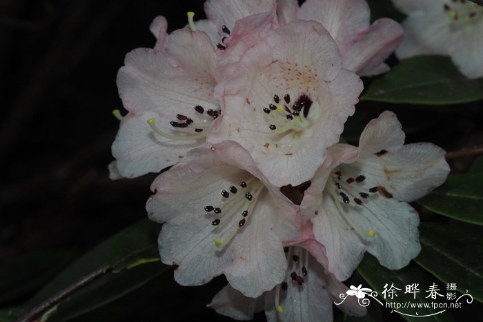 短尖杜鹃Rhododendron inopinum