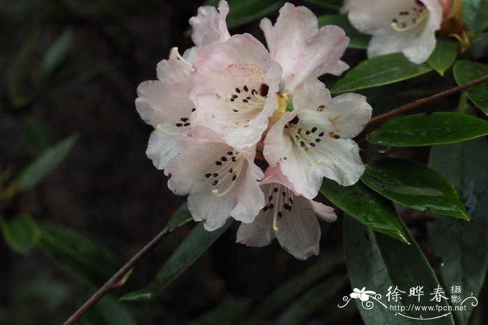 短尖杜鹃Rhododendron inopinum