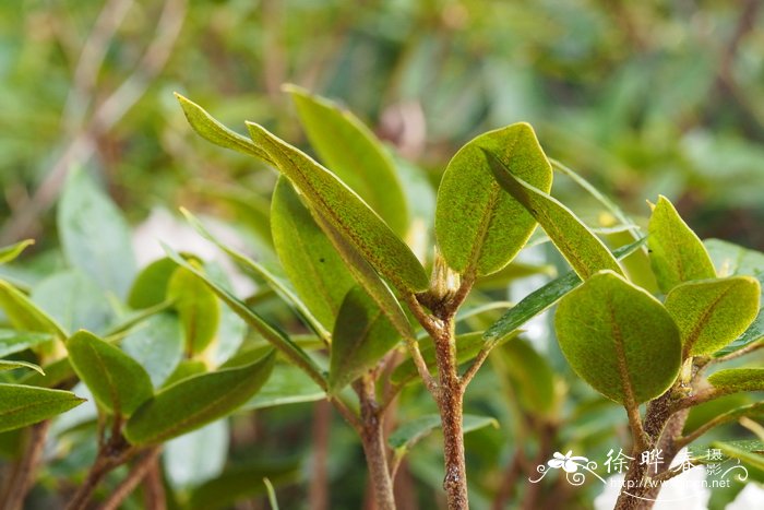 短尖杜鹃Rhododendron inopinum