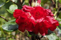 不凡杜鹃Rhododendron insigne