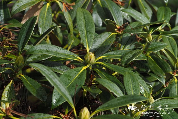 不凡杜鹃Rhododendron insigne