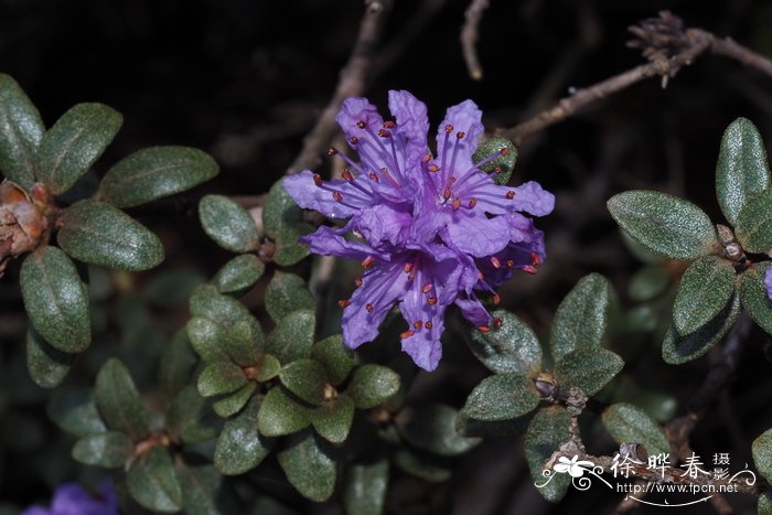 隐蕊杜鹃Rhododendron intricatum