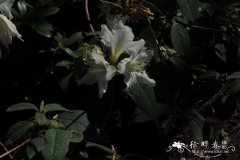 约翰斯顿杜鹃花Rhododendron johnstoneanum