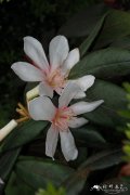 褐叶杜鹃Rhododendron konori var. phaeopeplum