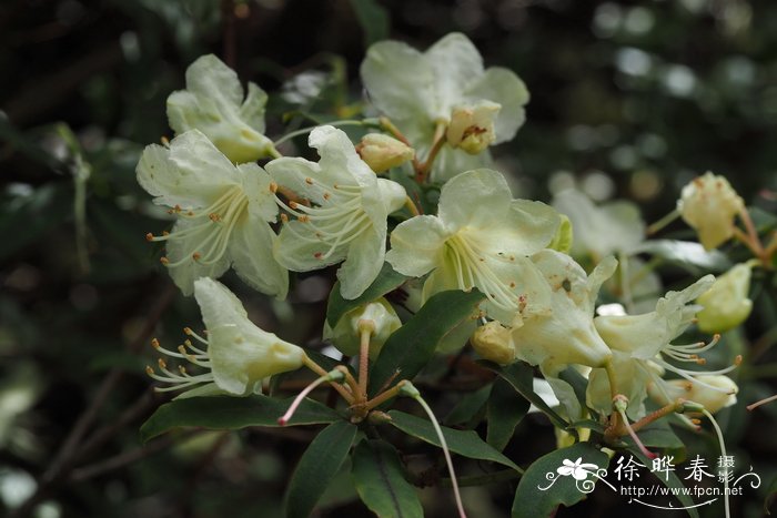 阴地杜鹃Rhododendron keiskei