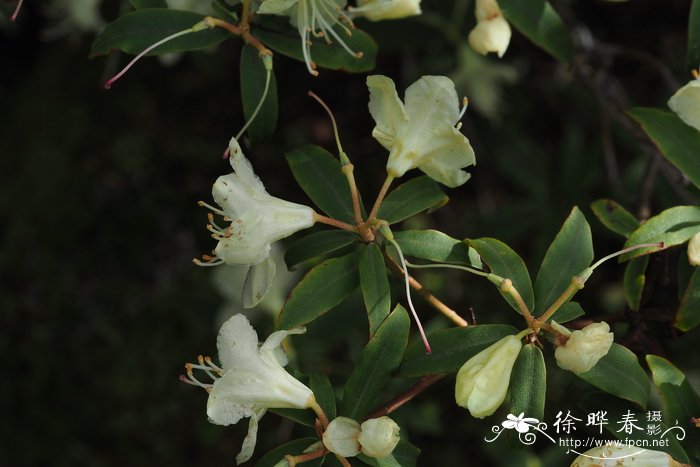 阴地杜鹃Rhododendron keiskei