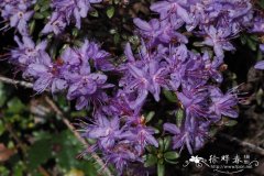 独龙杜鹃Rhododendron keleticum