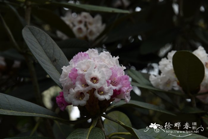 科桑杜鹃Rhododendron kesangiae