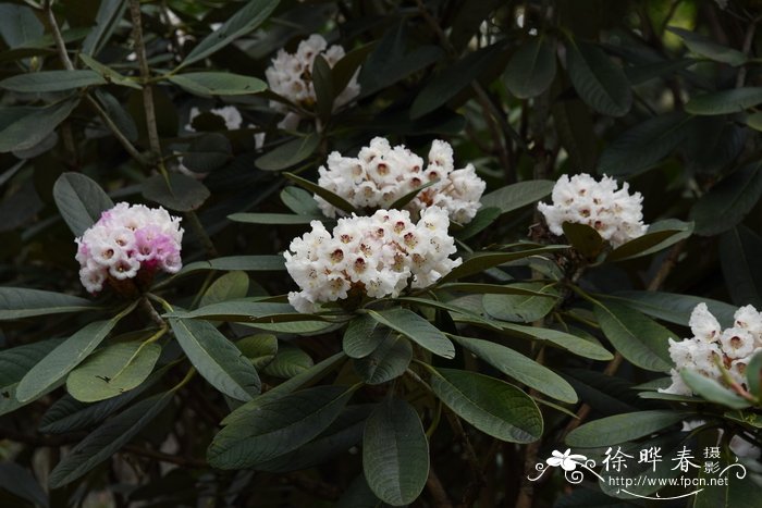 科桑杜鹃Rhododendron kesangiae