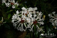 拉比杜鹃Rhododendron lambianum