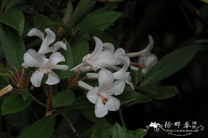 拉比杜鹃Rhododendron lambianum