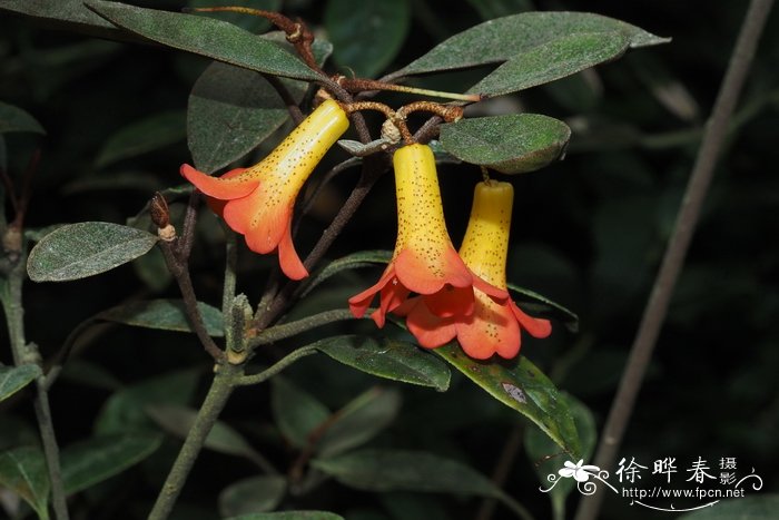 Rhododendron lamrialianum