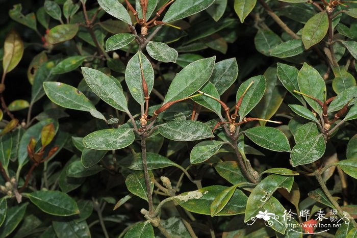 Rhododendron lamrialianum