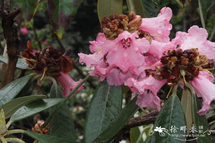 林生杜鹃Rhododendron lanigerum