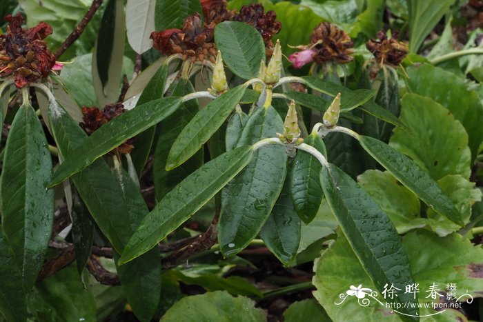 林生杜鹃Rhododendron lanigerum