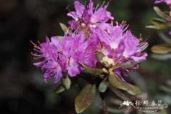 高山杜鹃Rhododendron lapponicum