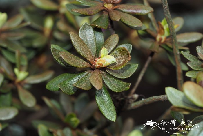 高山杜鹃Rhododendron lapponicum