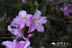 鹿角杜鹃 Rhododendron latoucheae