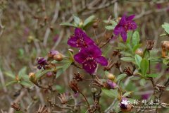 鳞腺杜鹃Rhododendron lepidotum