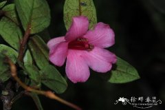 柔弱杜鹃Rhododendron leptanthum