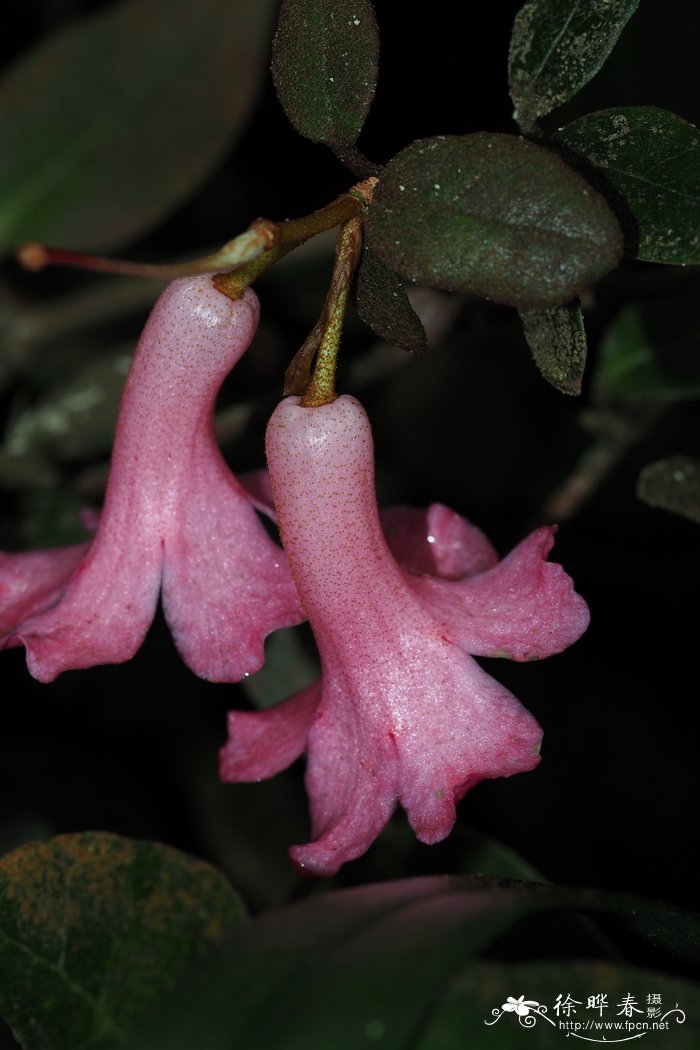 柔弱杜鹃Rhododendron leptanthum