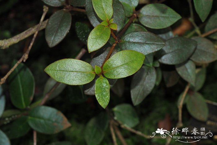 柔弱杜鹃Rhododendron leptanthum