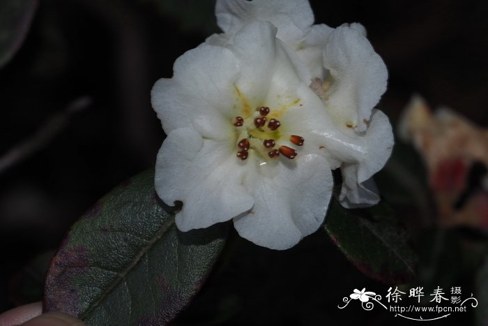 白背杜鹃Rhododendron leucaspis