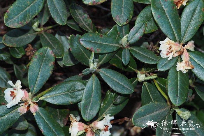 白背杜鹃Rhododendron leucaspis