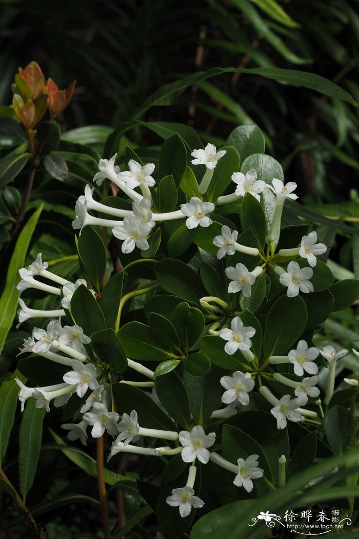 桑寄生叶杜鹃Rhododendron loranthiflorum