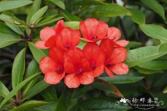 洛维杜鹃Rhododendron lowii