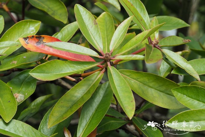 洛维杜鹃Rhododendron lowii