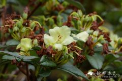 黄白花杜鹃Rhododendron luteiflorum