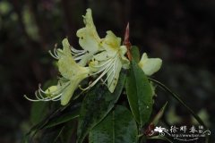 黄花杜鹃Rhododendron lutescens