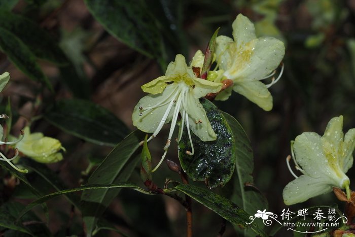 黄花杜鹃Rhododendron lutescens