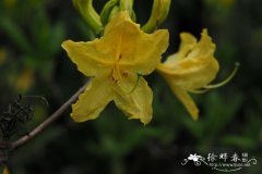 深黄杜鹃Rhododendron luteum