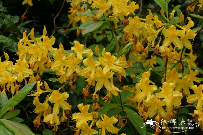 深黄杜鹃Rhododendron luteum