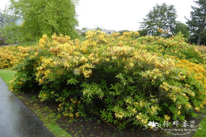 深黄杜鹃Rhododendron luteum