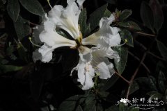 长柱睫萼杜鹃Rhododendron lyi