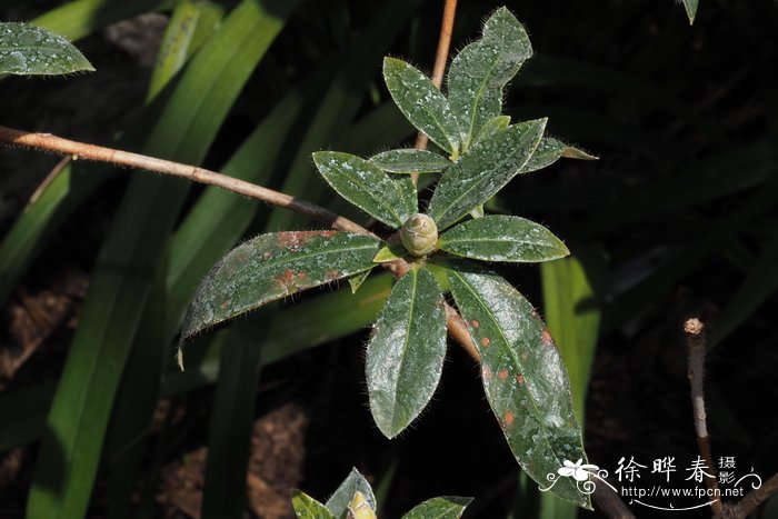 长柱睫萼杜鹃Rhododendron lyi