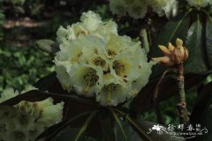 Rhododendron macabeanum