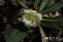 玛卡贝娅杜鹃Rhododendron macabeanum