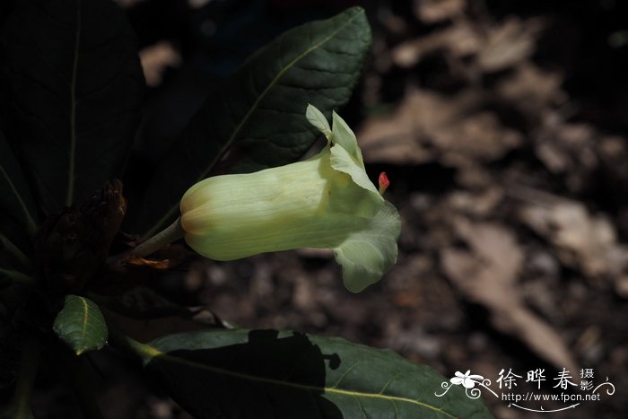 玛卡贝娅杜鹃Rhododendron macabeanum