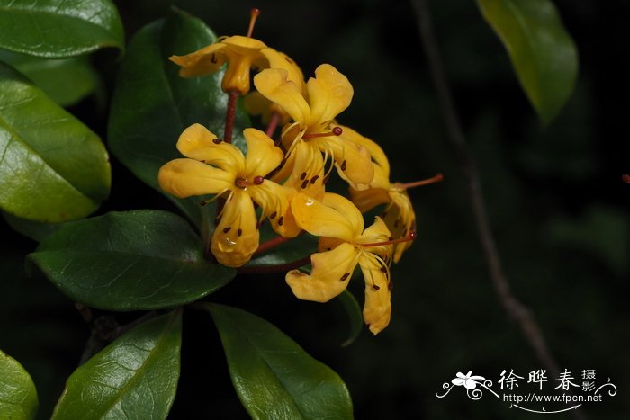 麦格雷戈杜鹃Rhododendron macgregoriae