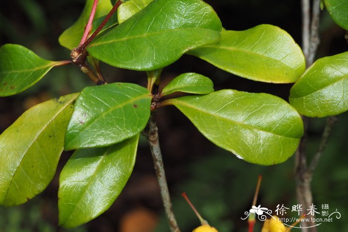 麦格雷戈杜鹃Rhododendron macgregoriae