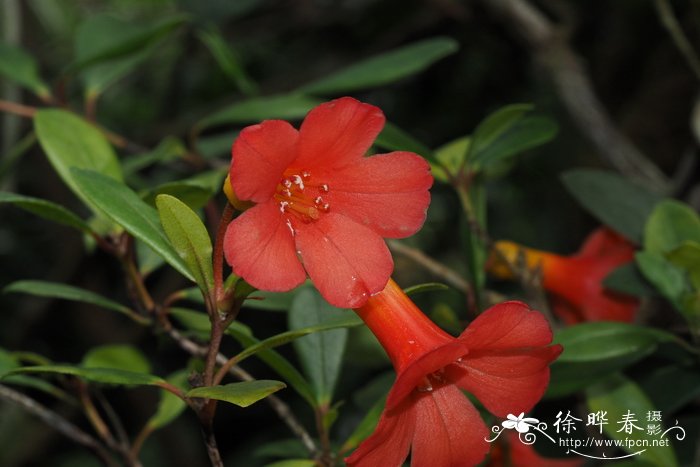 Rhododendron madulidii