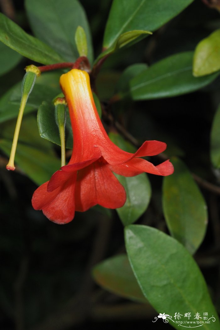 Rhododendron madulidii