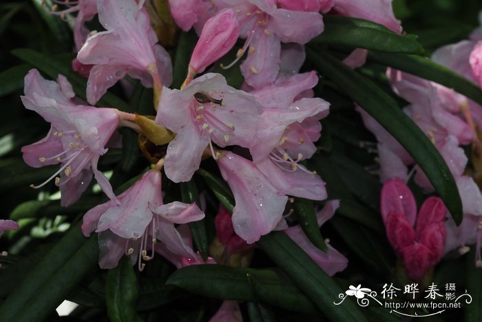 牧野杜鹃Rhododendron makinoi