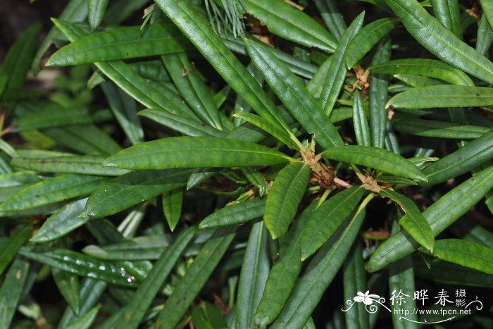 牧野杜鹃Rhododendron makinoi