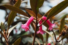 马来杜鹃Rhododendron malayanum