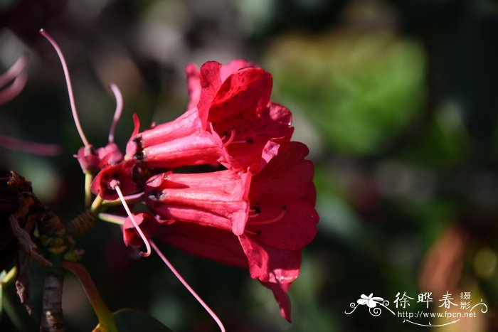 腺房红萼杜鹃Rhododendron meddianum var. atrokermesinum